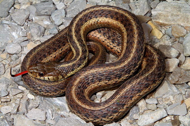 Eastern Garter From Coal Fields County 2012.