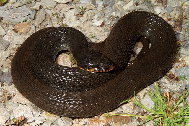 Copperbelly From The Coal Fields 2012.