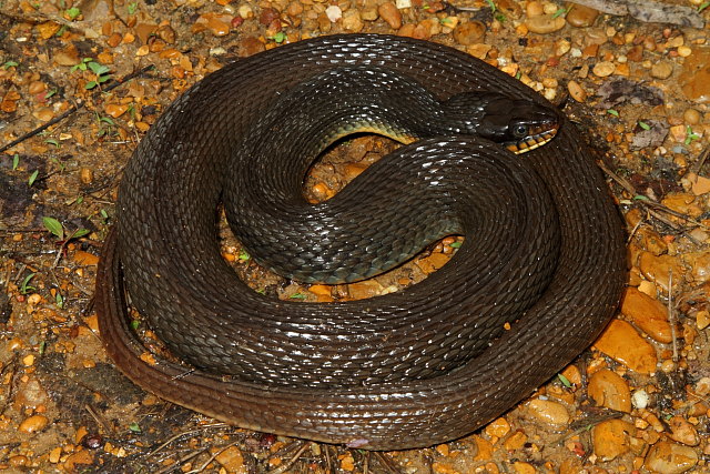 Erythrogaster From Hickman County 2012.