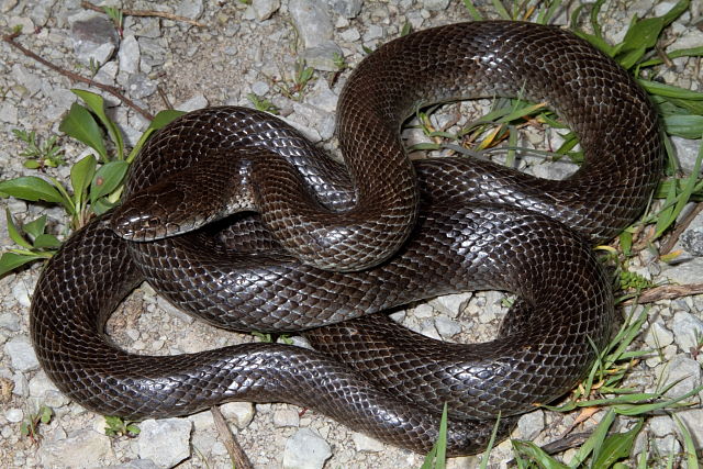 Jefferson County Prairie Kingsnake 2012.