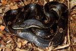 Rat Snake From Carlisle County 2012.