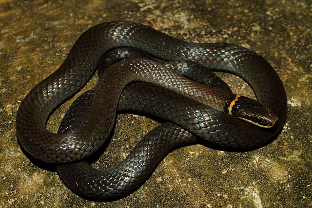 Ringneck Snake From The Cave Region 2012.