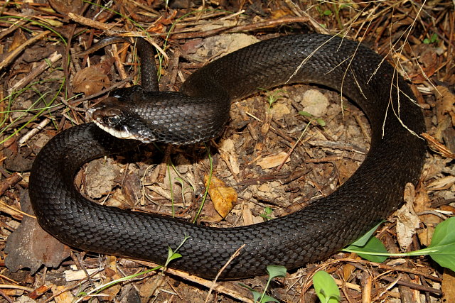 Hognose Found Under Metal 2012.