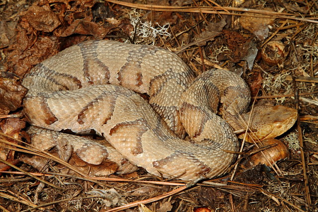 Copperhead In-Situ 2012.