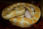 2012 Ball Python Clutch #2 Laid 16 April. Albino Banded X Albino Banded Poss Het Snow Paradox Line.