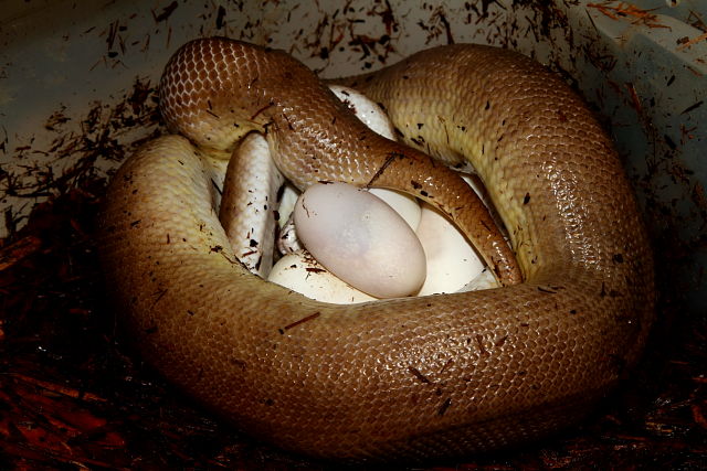 Children's Python 2012 Clutch Laid 16 April.