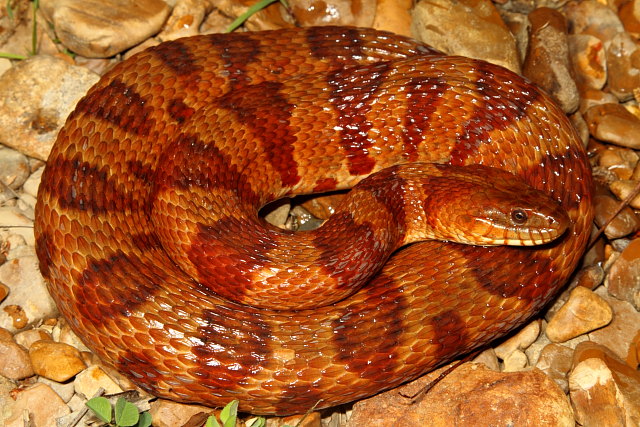 Midland Water Snake From The Jackson Purchase Spring 2012.