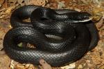 A Southern Black Racer Found Spring 2012.