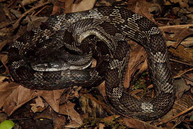 Rat Snake From Butler County Found Spring 2012.