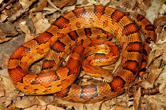 Corn Snake Found Spring 2012.