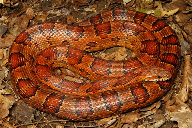 Corn Snake Found Spring 2012.