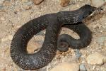 Eastern Hognose Snake Found Crossing Road Spring 2012.