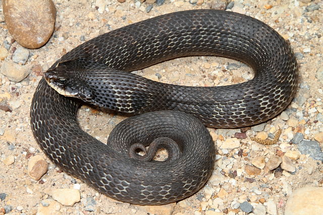 Eastern Hognose Snake Found Crossing Road Spring 2012.