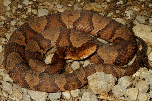 Copperhead Found Spring 2012.