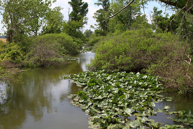 Slough Habitat Spring 2012.