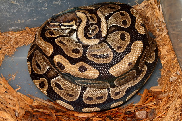 2012 Ball Python Clutch #3 Laid 29 April. Het Albino X Albino. 