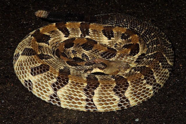 Timber Rattlesnake Spring 2012.