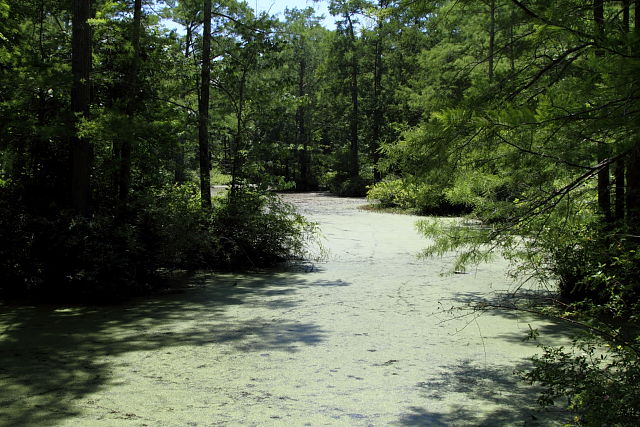 A Swamp In West KY May 2012.