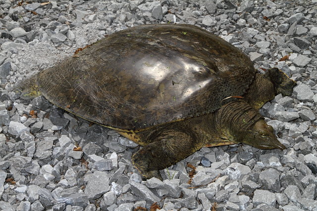A Spiny Softshell Laying Eggs 2012.