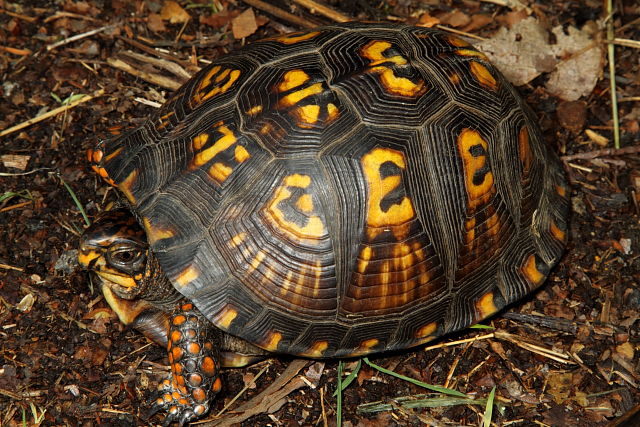 Box Turtle 2012.