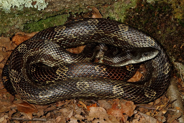 Cave Region Rat Snake May 2012.