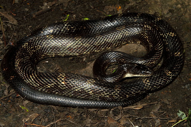 JP Rat Snake May 2012.