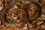 Copperhead Preparing To Shed 2012.