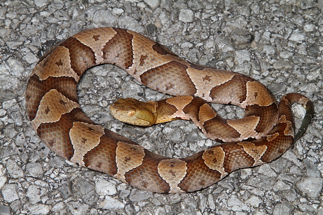 Copperhead Found Crossing Road In Hickman County, KY.