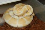 2012 Ball Python Clutch #5 Laid 18 May Albino Genetic Banded Poss Het Snow Paradox Line X Albino Genetic Banded Poss Het Snow Pa