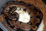 2012 Ball Python Clutch #8 Laid 2 June. Albino Banded Poss Het Snow Paradox Line X Banded PDN Snow Paradox Line.