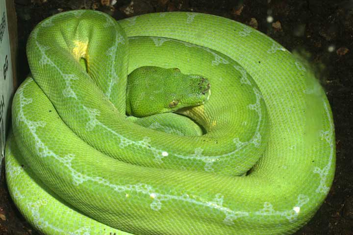 Gravid Sorong Female.