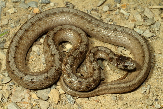 Gravid DeKay's Snake Jefferson County, KY June 2012.