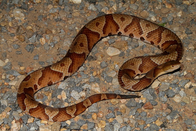 Copperhead Found June 2012. Large One 2012.