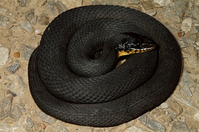 Plainbellied Water Snake Carlisle County June 2012.