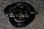 West Kentucky Black Kingsnake 2012.