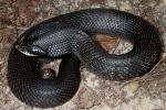 Hognose Found Crossing A Road Summer 2012.