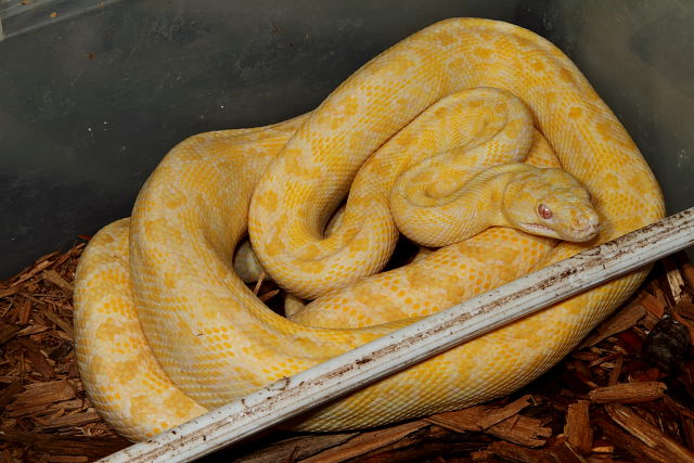 Albino Carpet Female July 2012.