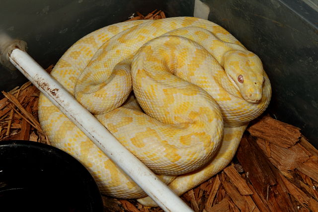 Albino Carpet Female July 2012.