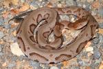 An Odd-Looking Copperhead Summer 2012.