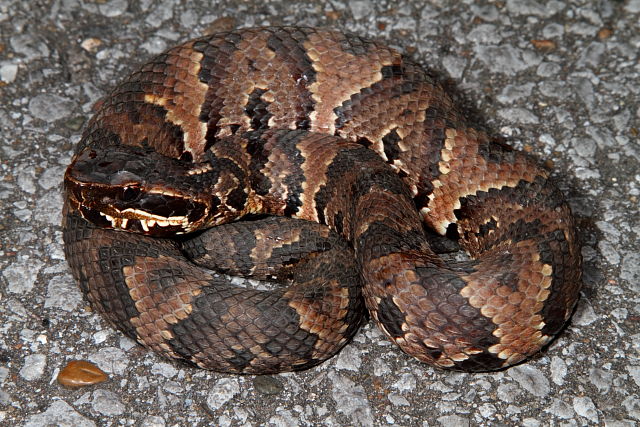 Cottonmouth Found In Upland Setting 2012.