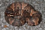 Cottonmouth Found In Upland Setting 2012.