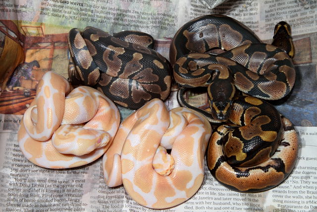 Ball Python 2012 Clutch #4 Hatch 11 July. Albino Genetic Banded PDH Snow Paradox Line X Het Albino.