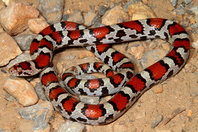 Intergrade Milk Snake West KY 2012.