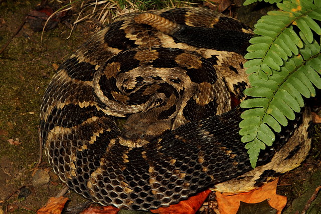 Timber Rattlesnake From Bullitt County August 2012.