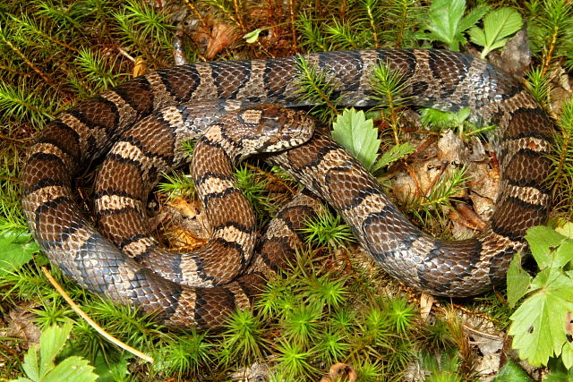 A Milk Snake From Casey County, Kentucky August 2012.