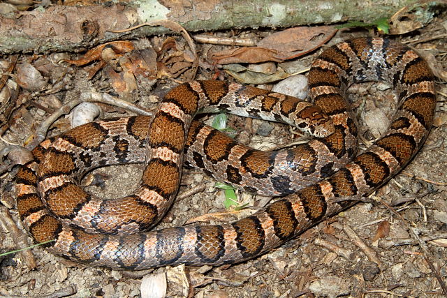 A Milk Snake From Casey County, Kentucky August 2012.