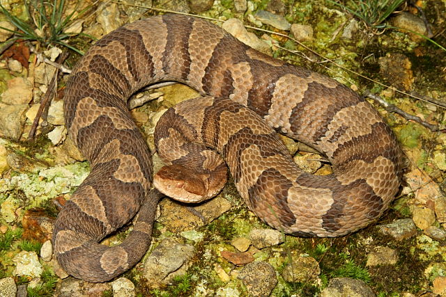 Gravid Copperhead From Casey County, Kentucky August 2012.