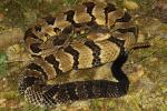 Timber Rattlesnake August 2012.