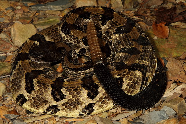 Timber Rattlesnake August 2012.