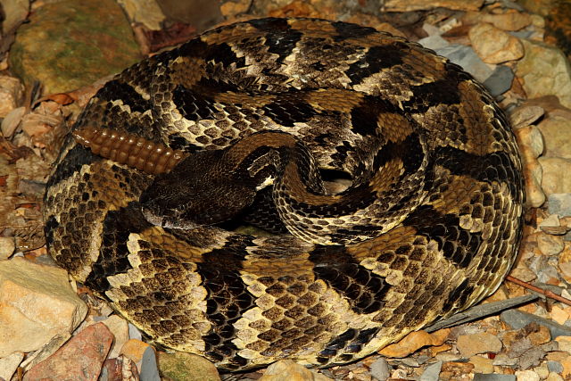 Timber Rattlesnake August 2012.